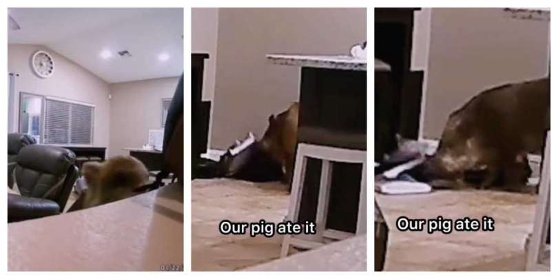 泰莉一家人透過監視器發現波莉犯案，全場目瞪口呆。