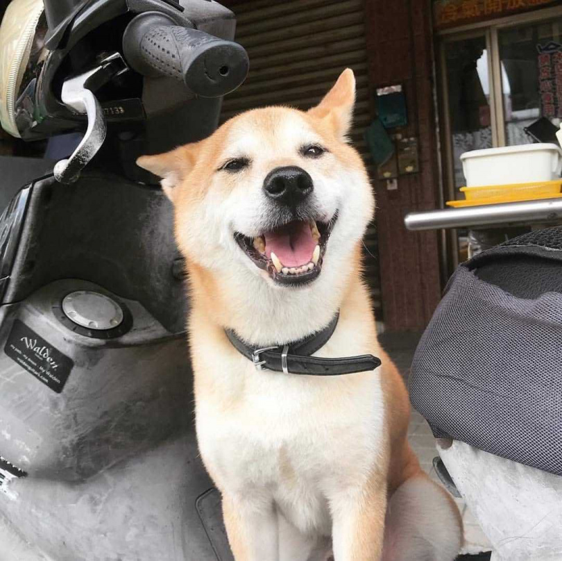 嘎布過世後，卜星慧在社群上感性寫下愛犬陪著自己度過20幾歲的青春年華，「我帶牠表演、帶牠遊山玩水，有很多的第一次都是嘎布跟我一起創造的」。（圖／翻攝自卜星慧IG）