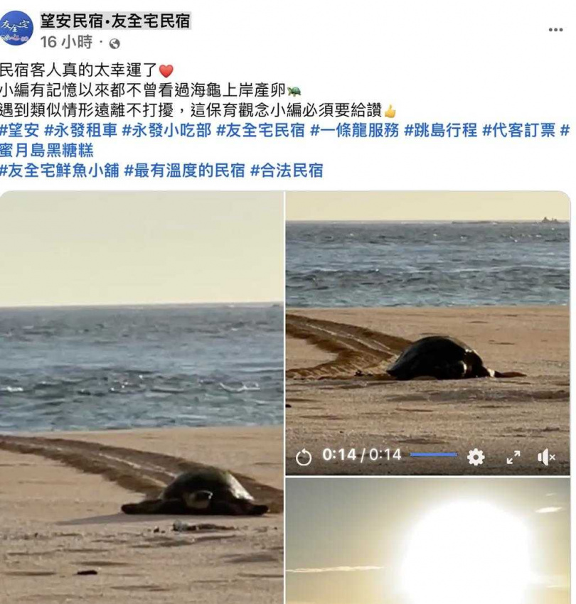 澎湖海上花火節離島望安場施放前夕,有旅客20日傍晚在長瀨仔沙灘直擊海龜媽媽上岸要產卵。(圖/報系資料照)