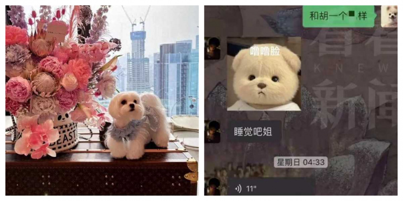 女子為買回愛犬遭詐騙，花60萬元仍狗未取回。（圖／翻攝自新聞晨報）