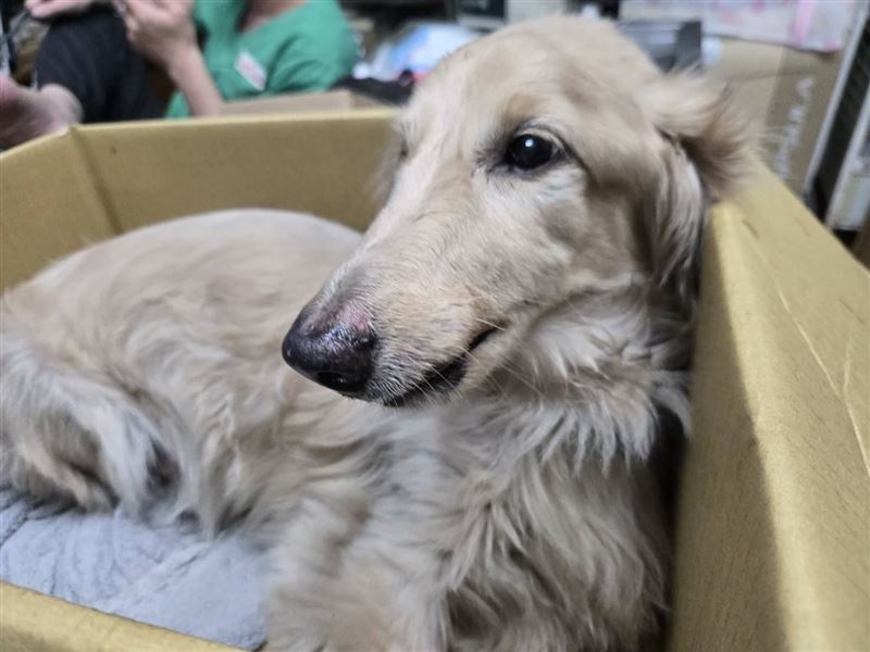 所幸經過治療後，臘腸犬的情緒較為穩定。（圖／取自新北動保處）