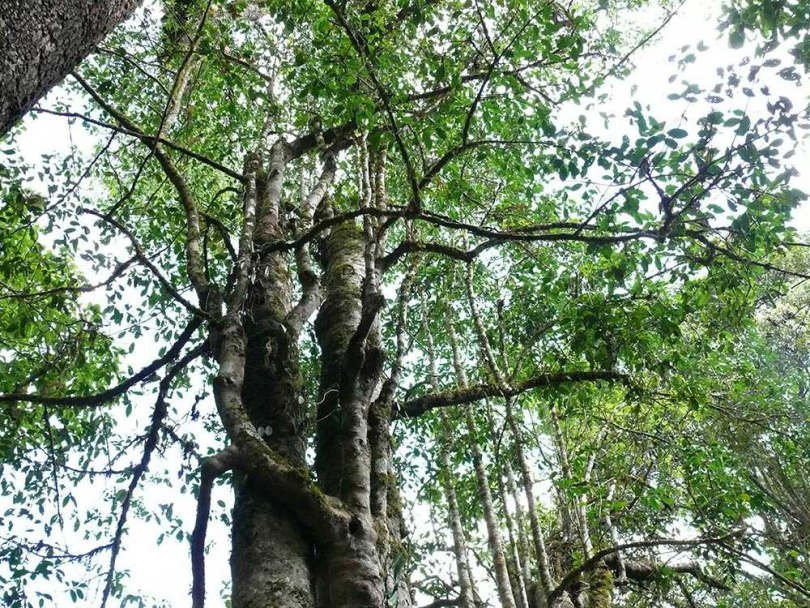 雲南巴達鄉1700歲的栽培型古茶樹王。（圖／吳德亮攝）