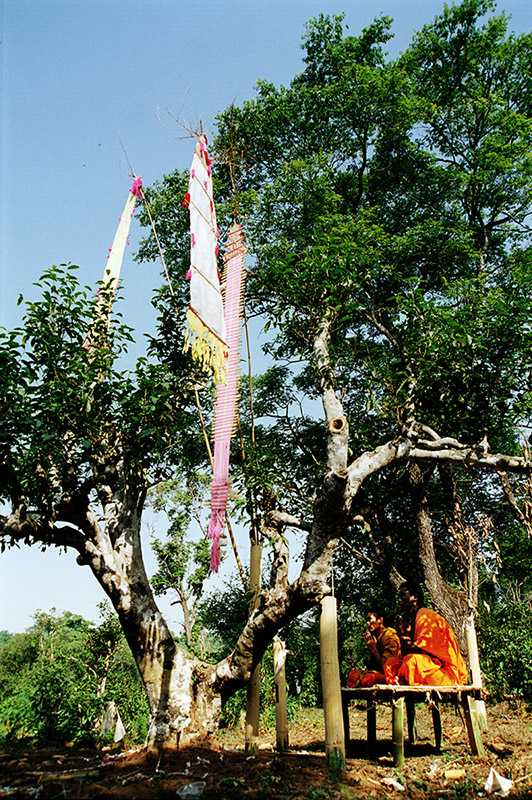 雲南少數民族每逢茶祖祭多請和尚誦經祈求茶葉豐收。（圖／吳德亮攝）