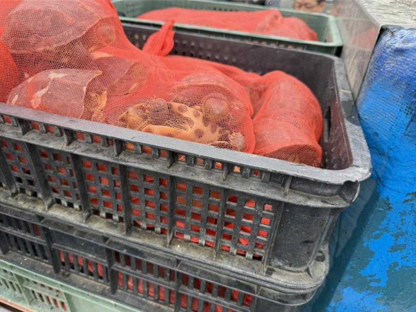 貨車上的斑龜。(圖/宜蘭縣府提供)