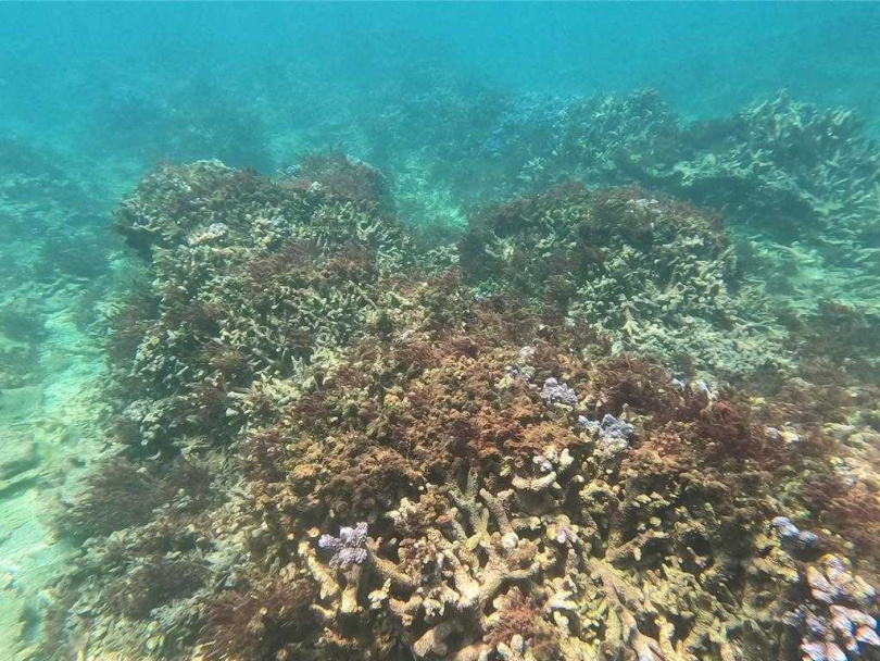 東吉海域近年的薰衣草森林處，原有一大片紫色軸孔珊瑚都莫名原因死亡，毫無生氣。（圖／陳盡川提供）