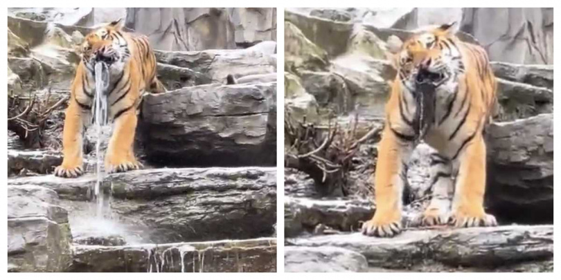 老虎咬水管成「活體雕像」，網友封號「真．虎口瀑布」。（圖／翻攝自微博）