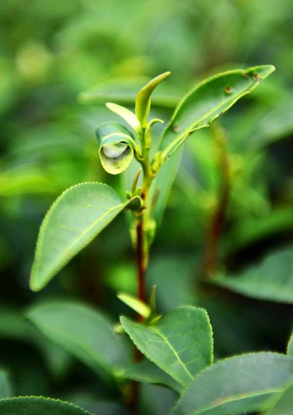 赤柯山有機茶種植難度相對較高，往往茶樹一長出嫩芽就會遭到蟲吻。（圖／吳德亮攝影）
