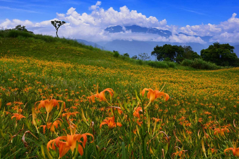 金針開花後就較難以採摘食用，遊客上山看到的金針花海都是刻意留下。（圖／吳德亮攝影）