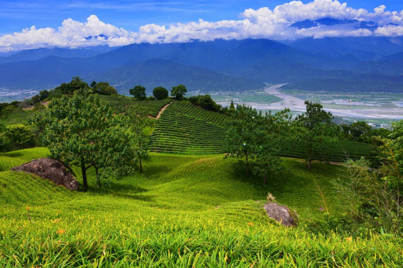 六十石山與赤柯山是台灣唯二屬於海岸山脈背海面的縱谷茶區。（圖／吳德亮攝影）