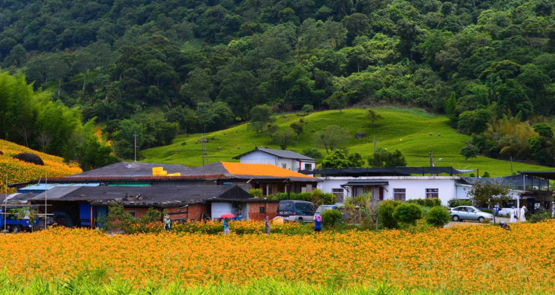 赤柯山綠色與金黃色花海交織的璀璨畫面。（圖／吳德亮攝影）