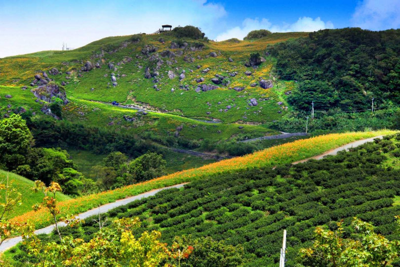 屬於台灣海岸山脈茶區的花蓮六十石山。（圖／吳德亮攝影）