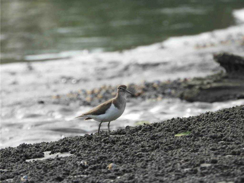 觀察鳥類的最佳時機通常是在退潮時段，泥灘地露出時，吸引磯鷸停棲。（圖／新北市農業局提供）