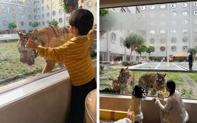 大陸河南省沁陽市1處動物園推出「虎景房」住宿服務，引發網路熱議。（圖／翻攝自微博）