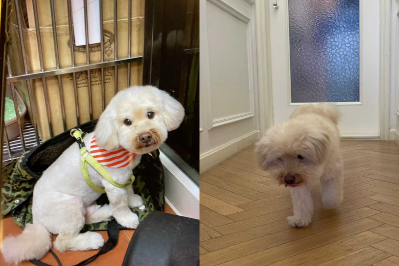 雖然對陌生人有點兇，但一看到家人Jamie就會秒變可愛。（圖／馬天佑提供）