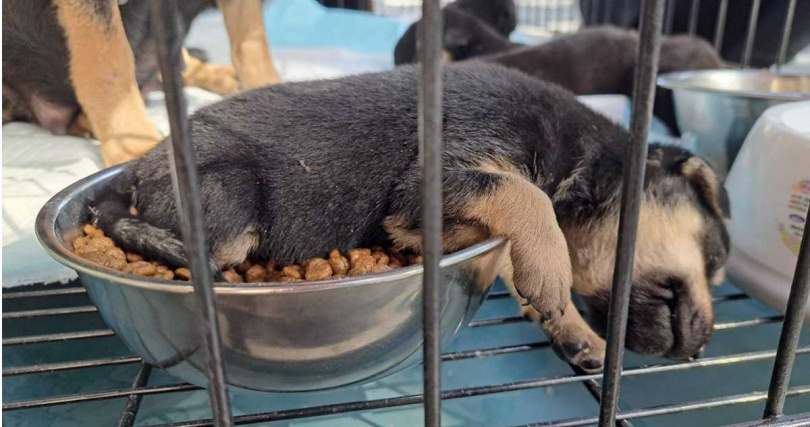 小狗睡覺。
