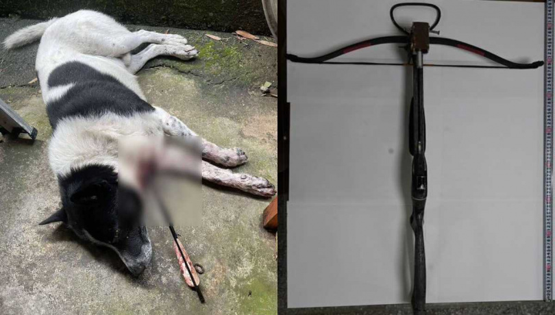 被射中的犬隻仍在治療觀察中。（圖／翻攝畫面）