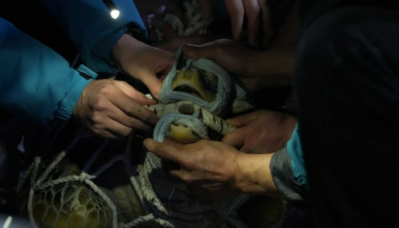 園方緊急將海龜池裡的12隻海龜逐一進行胃鏡檢查，取出海龜體內的異物，並呼籲喜歡動物的每一位遊客，入園後不要隨意投餵食物了。（圖／翻攝自微博／杭州長喬極地海洋公園）