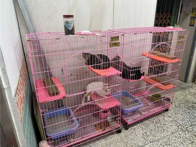 宜蘭動物收容所近日被民眾痛批環境惡劣、管理失控，「像是活生生的動物煉獄」。（圖／宜蘭縣動植物防疫所提供）