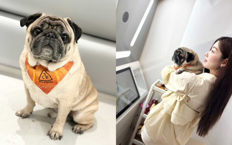 帶毛小孩一起來，還能拍照打卡換禮物(寵物可頌頭套或領巾二擇一)！（圖／吳雅鈴攝）