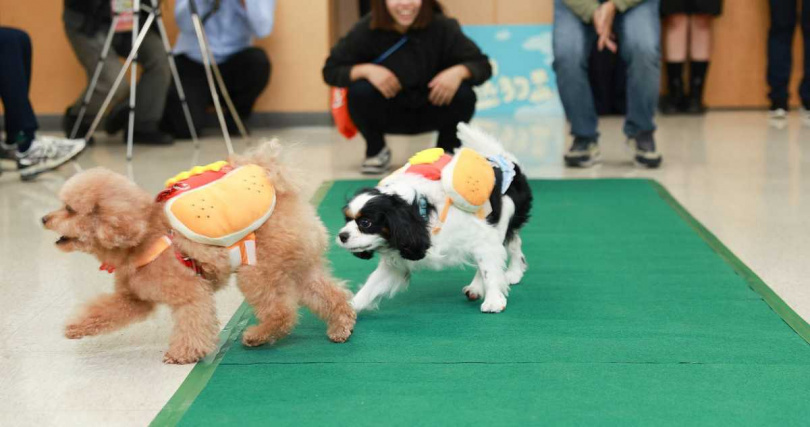 第一屆熱狗盃狗狗衝刺賽（圖／臺南市政府提供）。