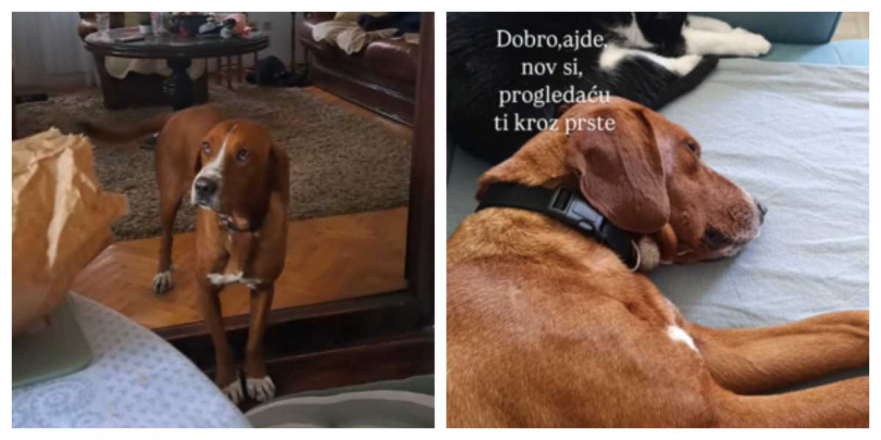 霍加跟貓咪相處也很好呢！（圖／翻攝自Tiktok）