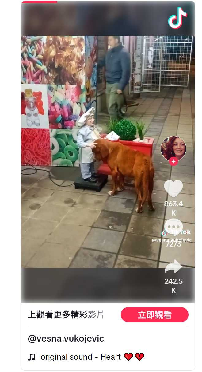 流浪狗跟電動人偶討摸，讓網友好心疼。（圖／翻攝自Tiktok）