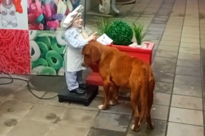 流浪狗跟電動人偶討摸，讓網友好心疼。（圖／翻攝自Tiktok）