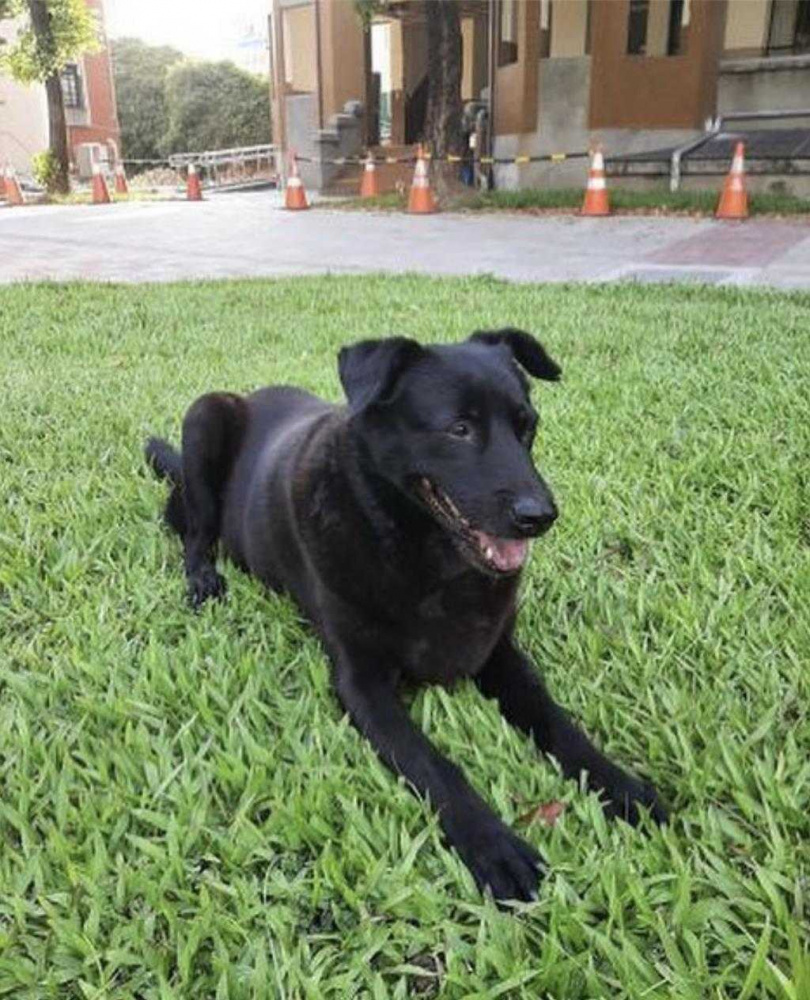 小黑是南一中學子的求學共同記憶，學生不捨牠過世，發起要為牠立雕像。（圖／摘自南一中小黑IG）