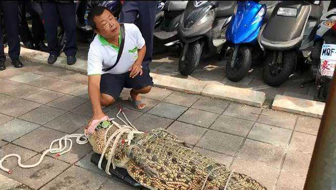 阮茂盛2018年時也曾帶鱷魚北上抗議。(圖/報系資料照)