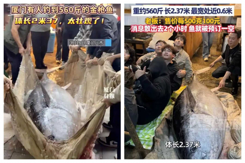 多名成年人與藍鰭鮪魚並排對比,凸顯巨大體型。(圖/廈門日報、大象新聞)
