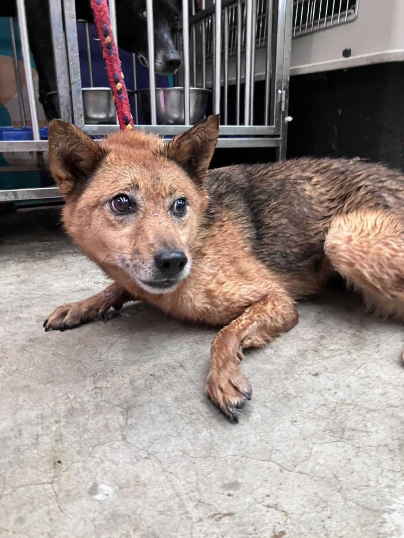 新北市坪林區1名獨居飼主日前不幸離世，留下13隻愛犬。（圖／新北市政府動物保護防疫處提供）