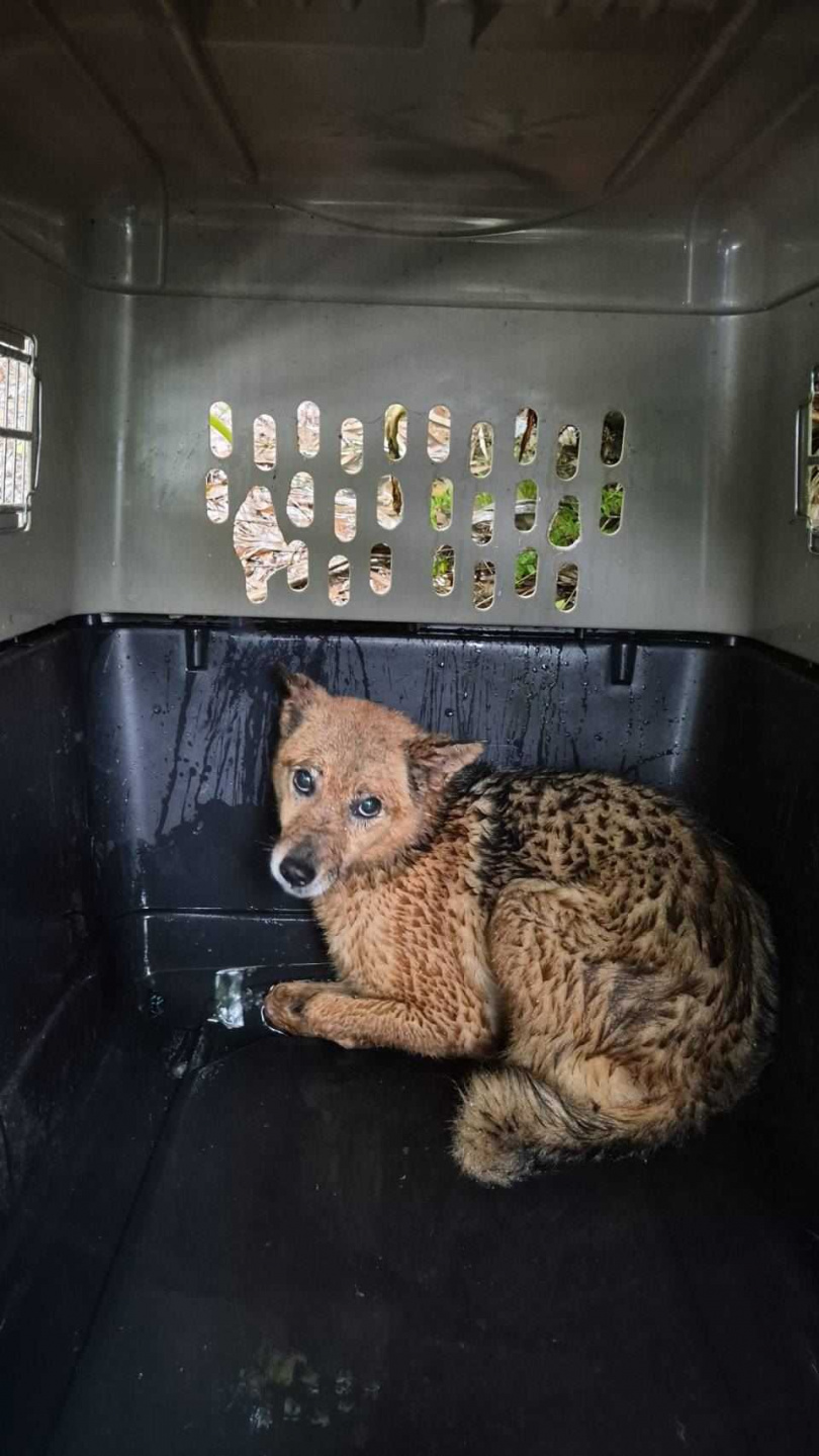 新北市坪林區1名獨居飼主日前不幸離世，留下13隻愛犬。（圖／新北市政府動物保護防疫處提供）