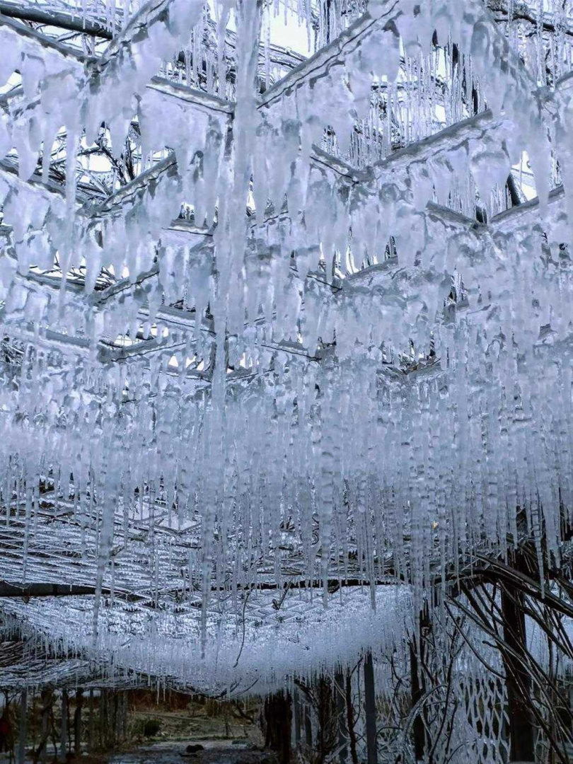 放眼望去，藤花園的美景宛如「水晶冰宮」。（圖／報系資料照／武陵農場提供）