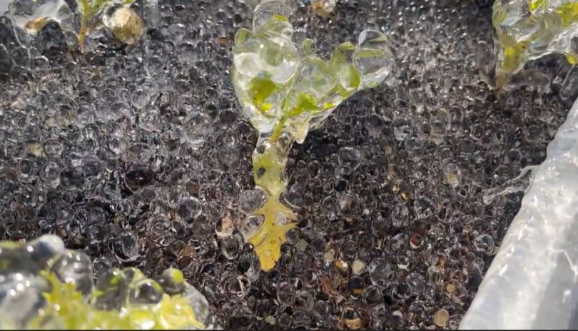 周圍草地與花朵被薄霜包裹，晶瑩剔透。（圖／翻攝自武陵農場臉書）