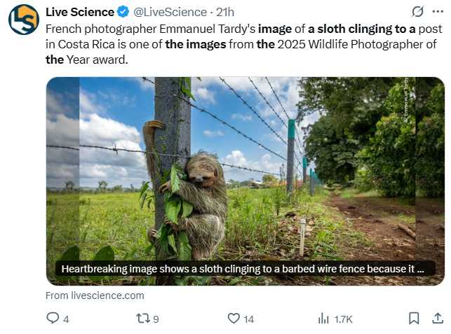 法國攝影師艾曼紐·塔迪拍攝的作品〈沒有地方比得上家〉，一隻三趾樹懶緊抱鐵絲網木柱，引發關注。（圖／翻攝自X，@LiveScience）