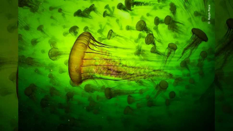 其他入圍影像包括蒙特瑞灣水母群（圖／Wildlife Photographer of the Year）