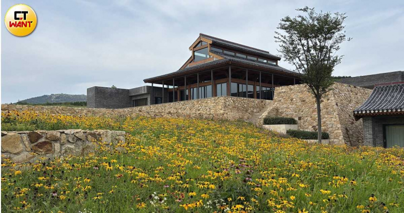 煙台蓬萊區被譽為世界七大葡萄酒海岸之一,連法國的著名的拉菲家族都選在在此建立「瓏岱酒莊」。(圖╱王若攝)