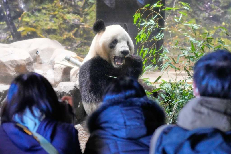 上野動物園為這對雙胞胎舉行最後的導覽活動，吸引日本民眾踴躍參與。（圖／達志／美聯社）