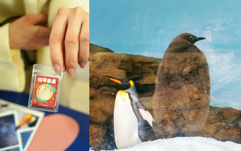 正月抽籤贈品中最限量的「招福金運蛇皮御守」(左),另外右為國王企鵝「嘟胖」於2024年誕下的新生兒寶寶,目前尚未換毛、毛茸茸的模樣相當討喜。(圖/魏妤靜攝)