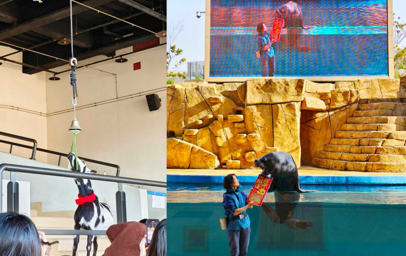 山羊敲金鐘(左)、南美海獅送上春節祝福都是新春特別版活動。(圖/魏妤靜攝)