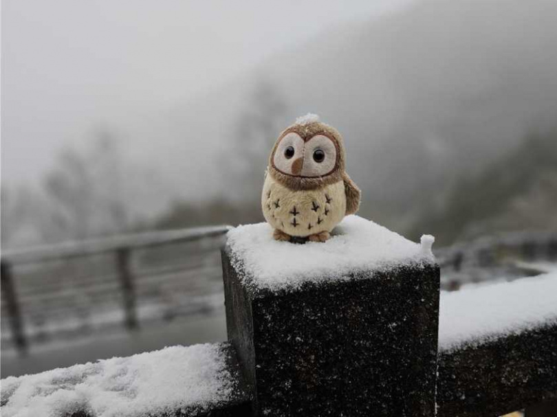 宜蘭縣太平山國家森林遊樂區27日氣溫降到0度，清晨5時開始下起冰霰，整片山形成一片雪白世界。（圖／林業及自然保育署宜蘭分署提供／中國時報吳佩蓉宜蘭傳真）