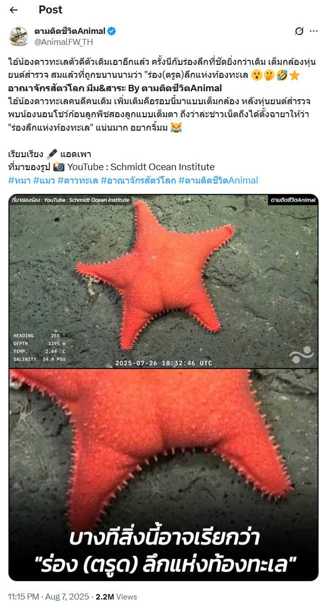 粉紅色海星因外型酷似人類臀部，被封為「海底臀神」，最新特寫畫面掀起全球迷因潮。