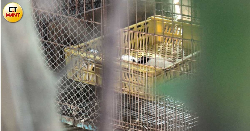 苗栗一名謝姓獸醫師被檢舉其所經營的繁殖場犬種幾乎全遭割除聲帶，苗縣府重罰489萬。(圖／林冠吟攝)