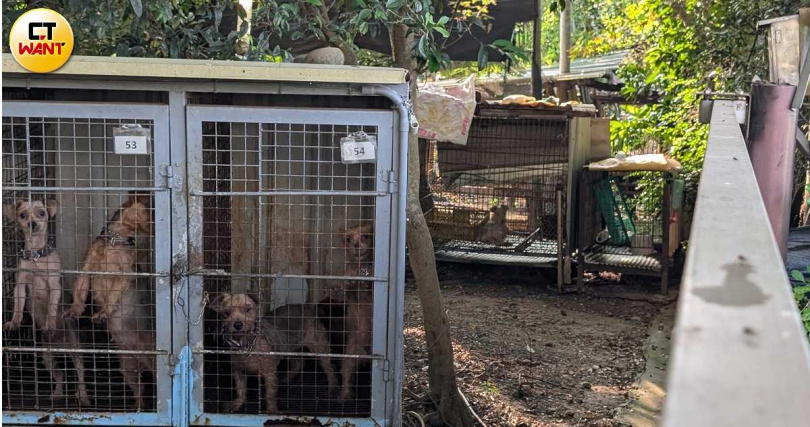 苗栗一名謝姓獸醫師被檢舉其所經營的繁殖場犬種幾乎全遭割除聲帶，苗縣府重罰489萬。(圖／林冠吟攝)