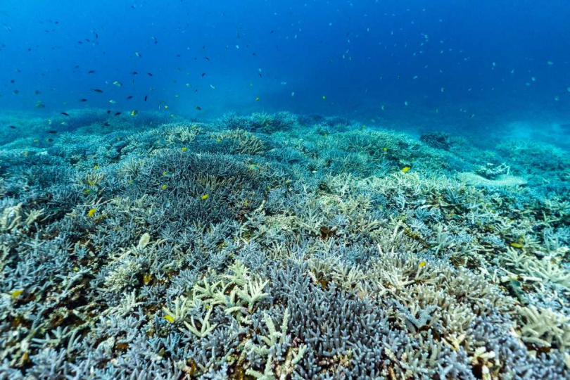 星宇航空開航台北及台中至宮古島直飛航班,讓旅客能以更輕鬆方式前往這座兼具療癒海色與高旅遊品質的離島。(圖片提供/星宇航空)
