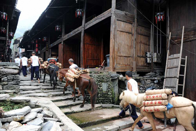 安化縣茶馬古道上騾馬運送千兩茶的實況。(圖/雲天閣茶業提供)