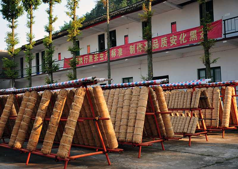 完成後的千兩茶須露天晾曬49天才算大功告成,雨天則加蓋塑膠布套或移入室內。(圖/吳德亮攝影)