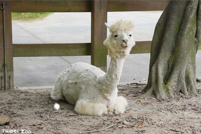 羊駝因原棲地在高冷的安地斯山脈上，需要全年的保暖措，所以羊駝的毛會一直維持柔軟豐厚。（圖／翻攝畫面）