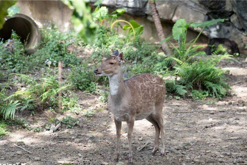 梅花鹿有明顯的冬夏之別，從較厚且灰褐色冬毛，換上紅棕色明顯的斑點裝，搭配夏天樹林樣貌。（圖／翻攝畫面）