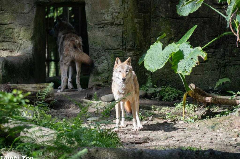 公狼通常會比母狼換毛要來得早，「蘿拉」還是一身整齊漂亮的樣子。（圖／翻攝畫面）